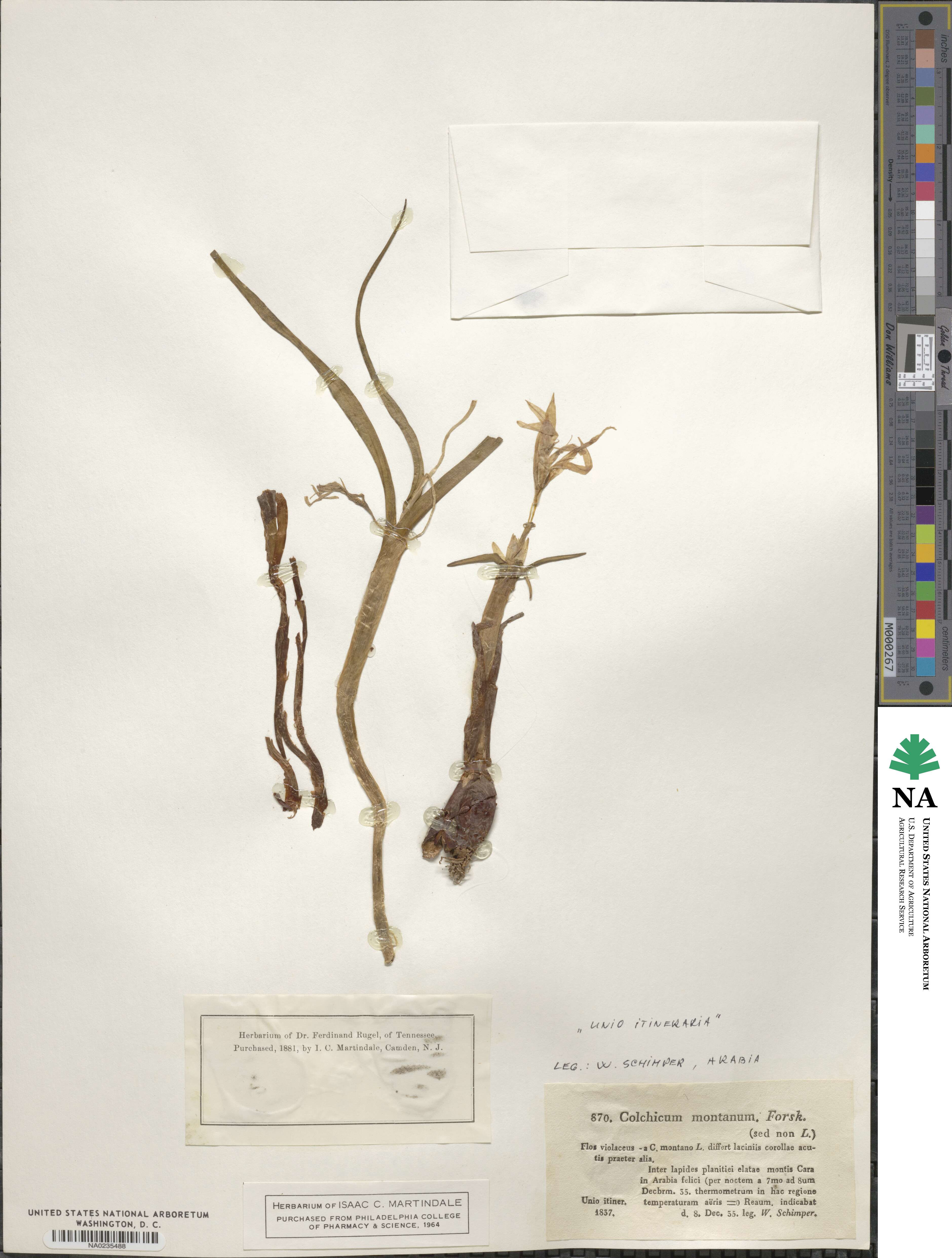 Colchicum montanum image