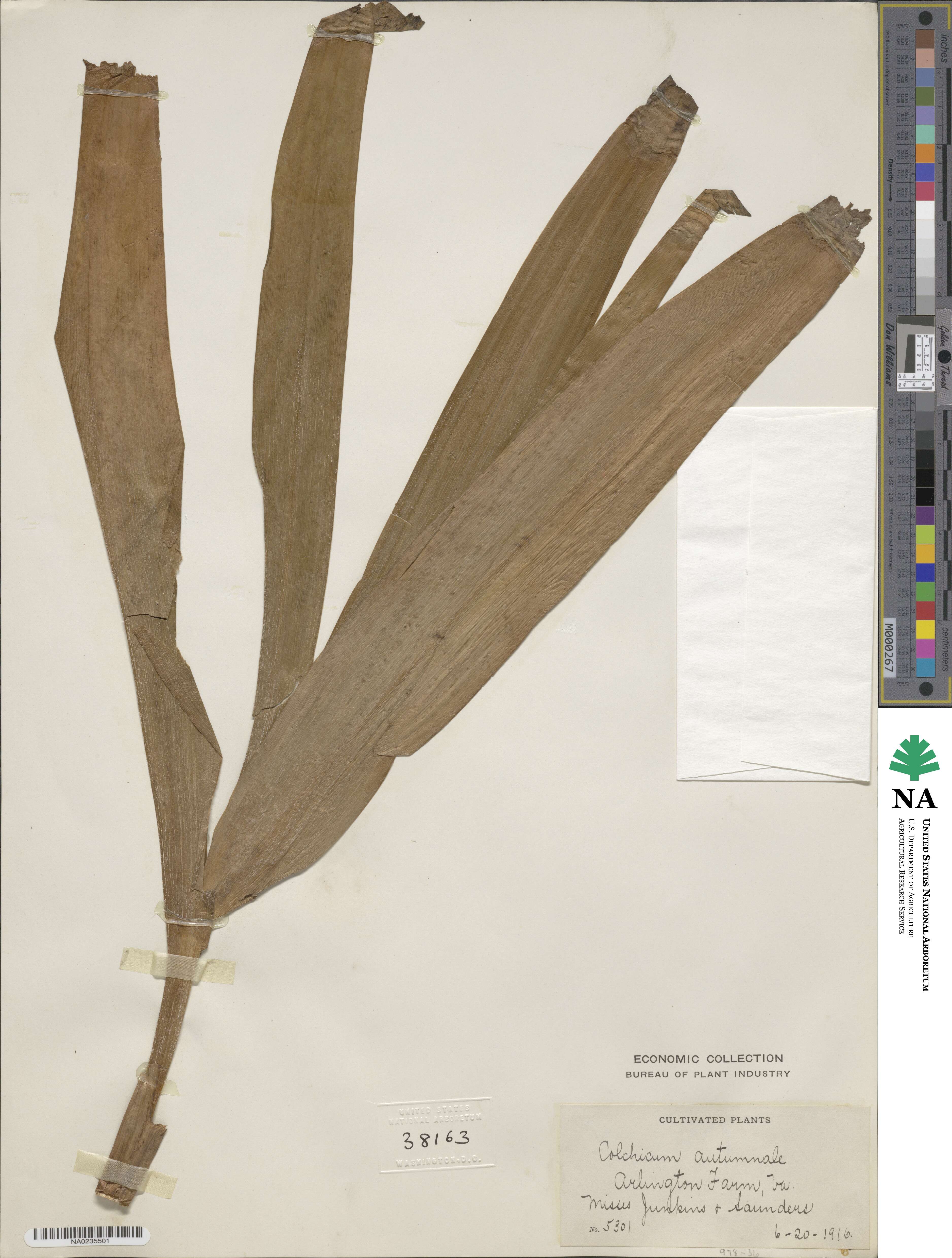 Colchicum autumnale image