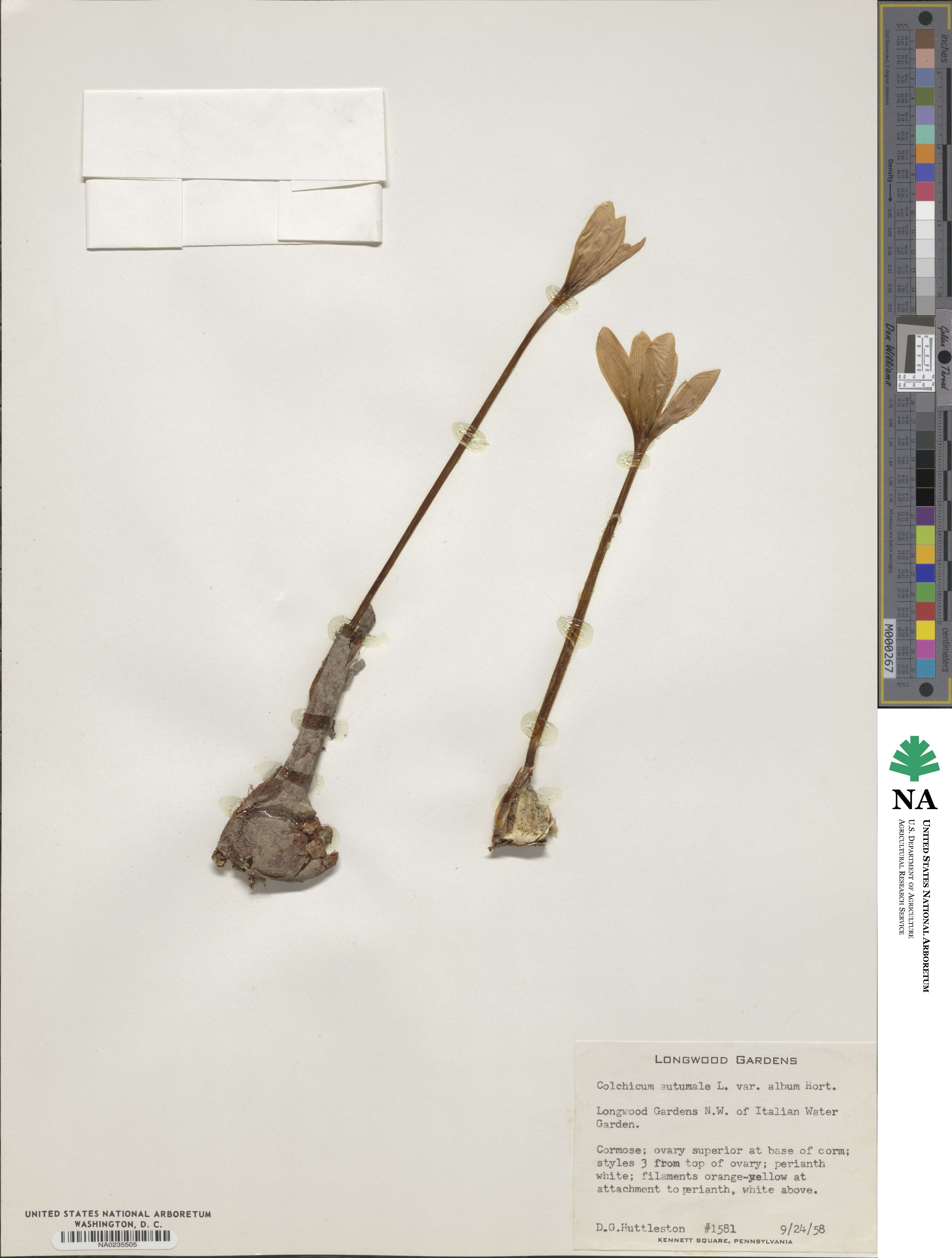 Colchicum autumnale image