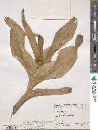 Colchicum speciosum image