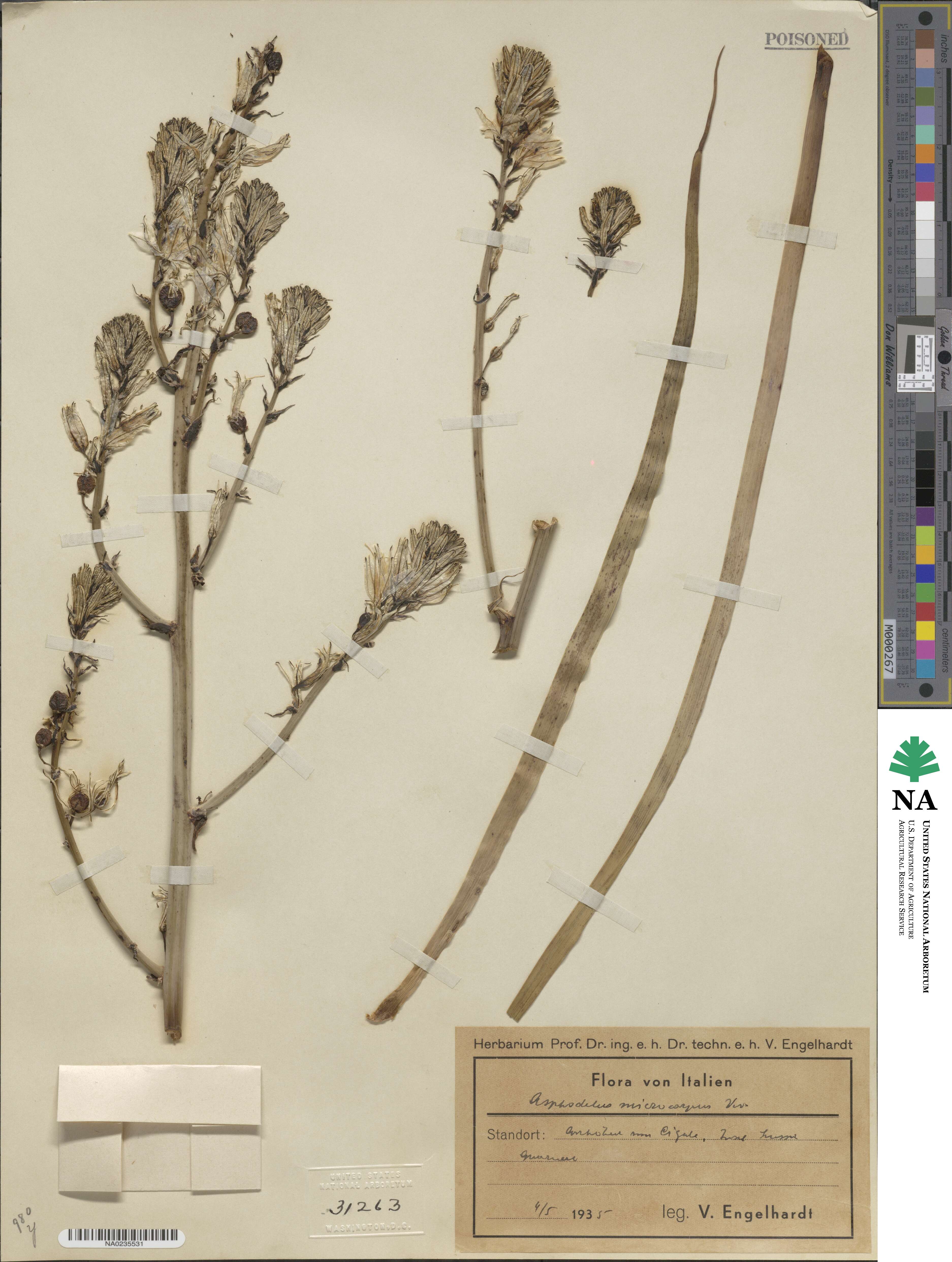 Asphodelus microcarpus image