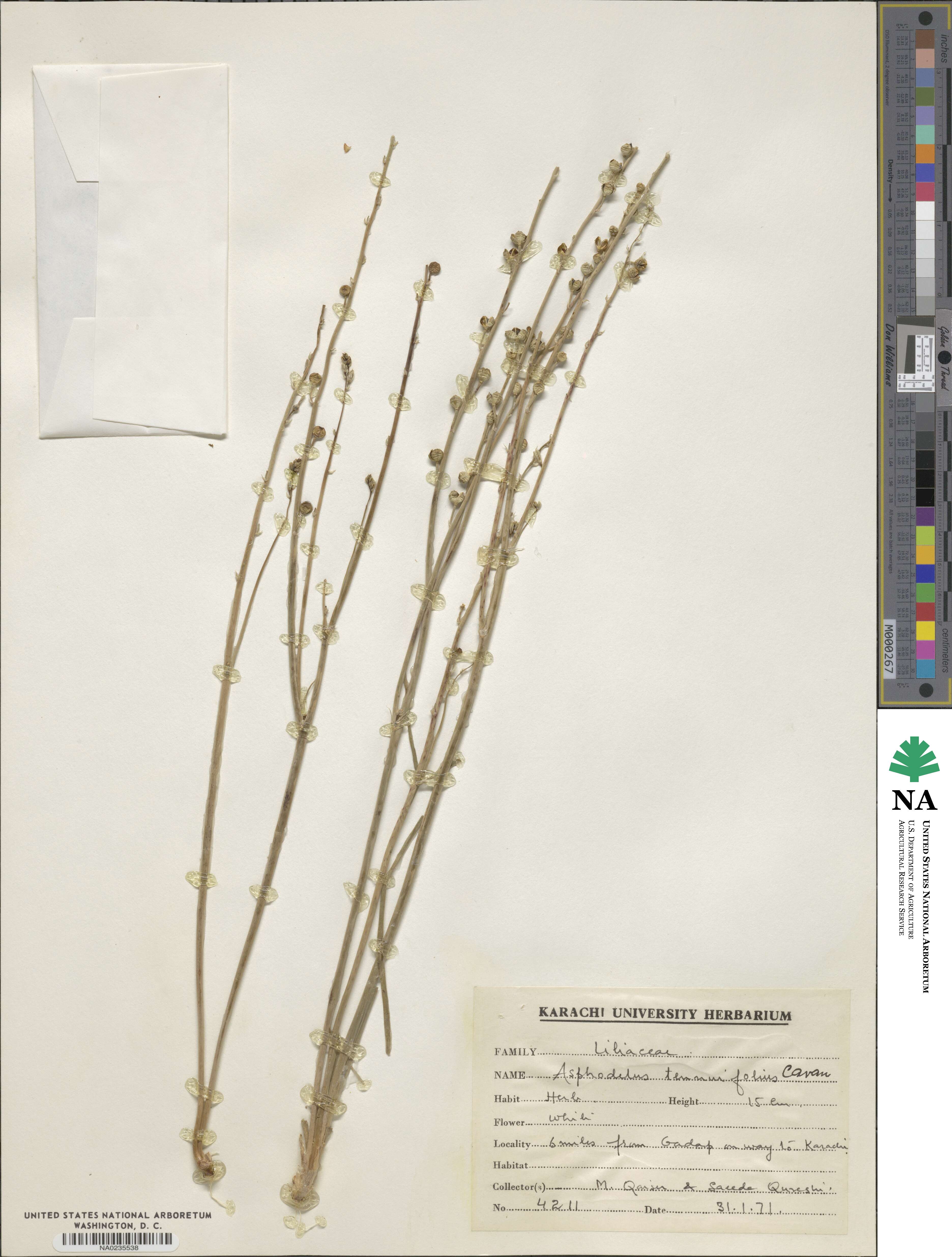 Asphodelus tenuifolius image