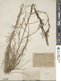 Image of Asphodeline liburnica