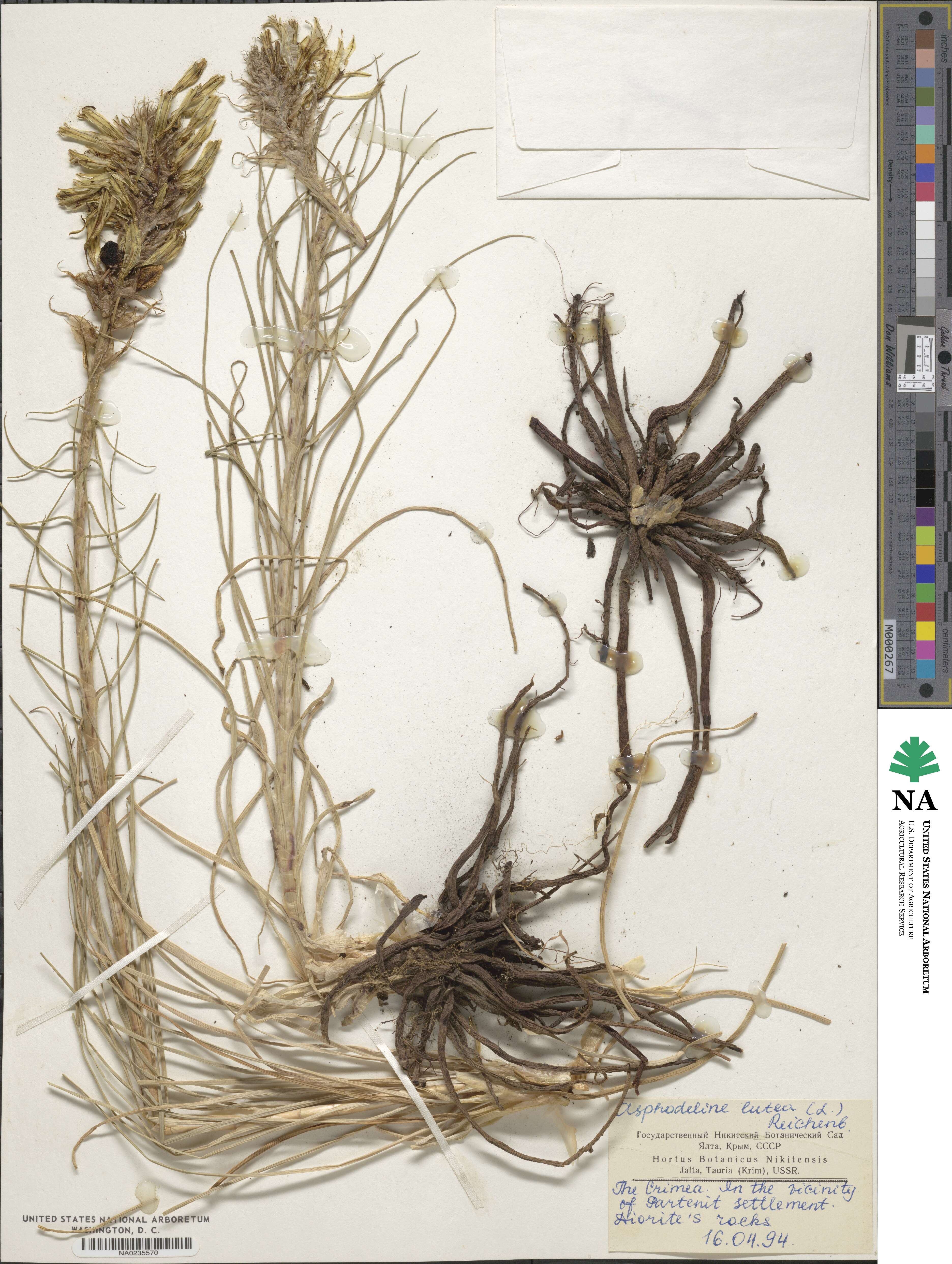 Asphodeline lutea image