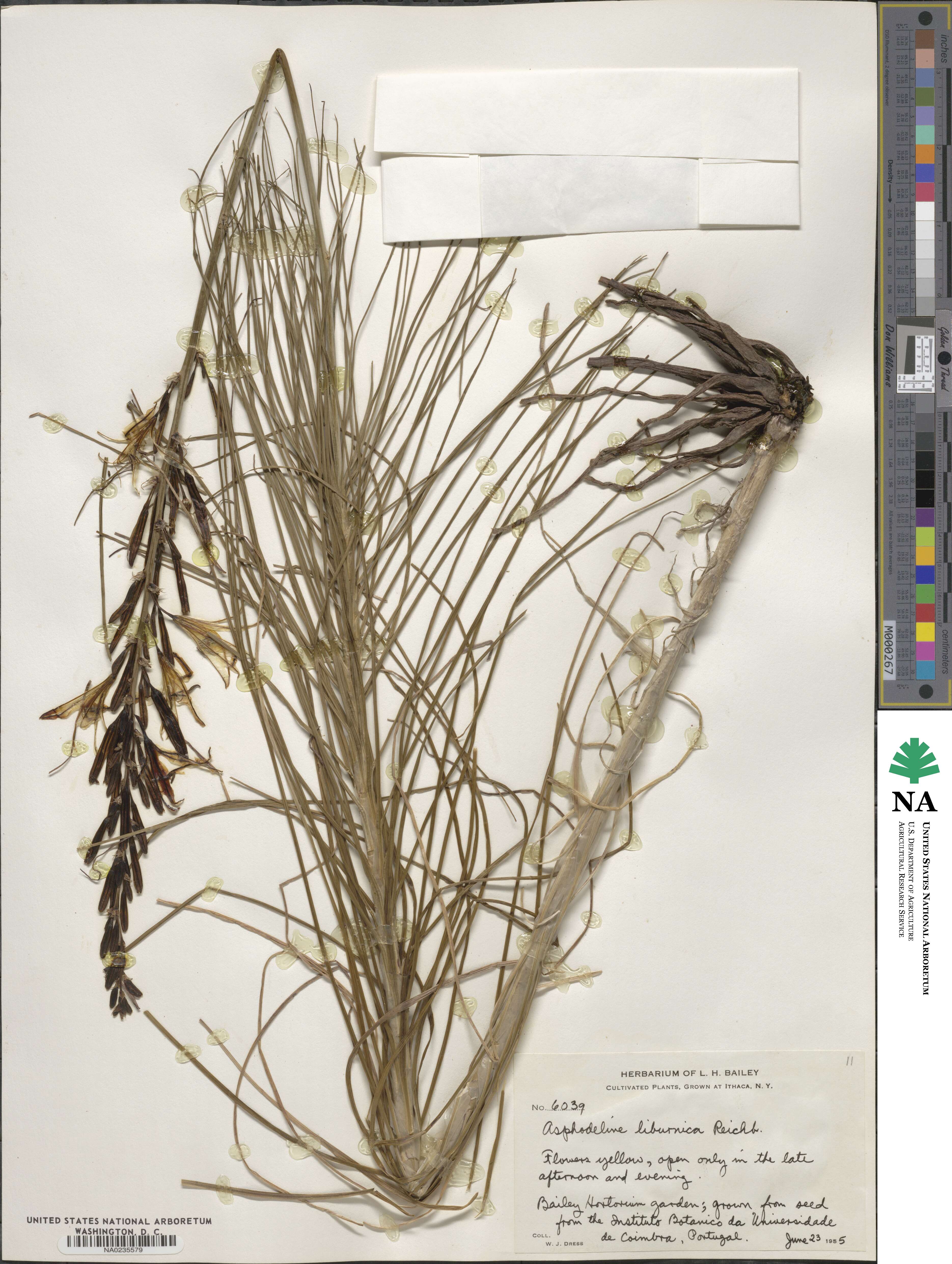 Asphodeline liburnica image