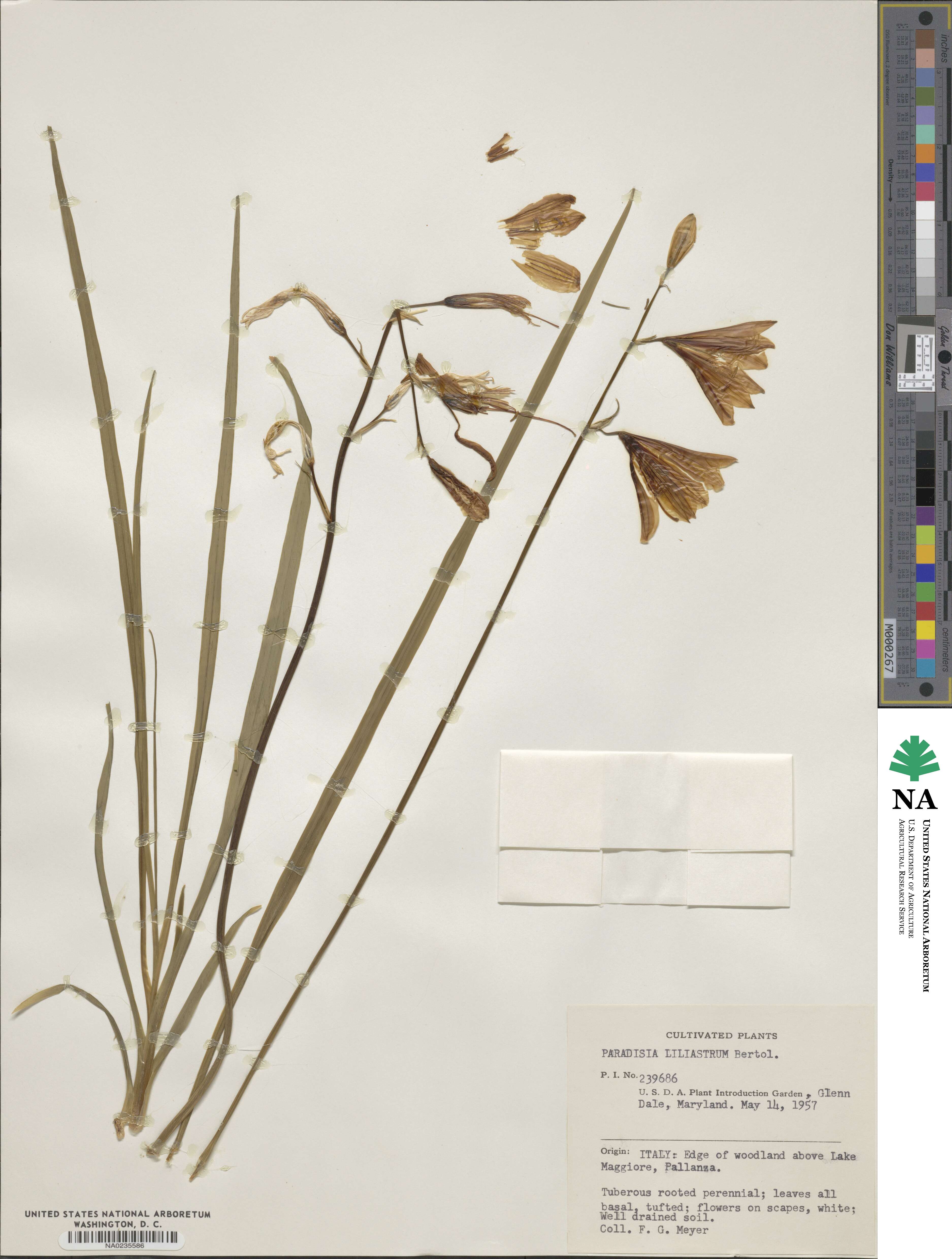 Paradisea liliastrum image