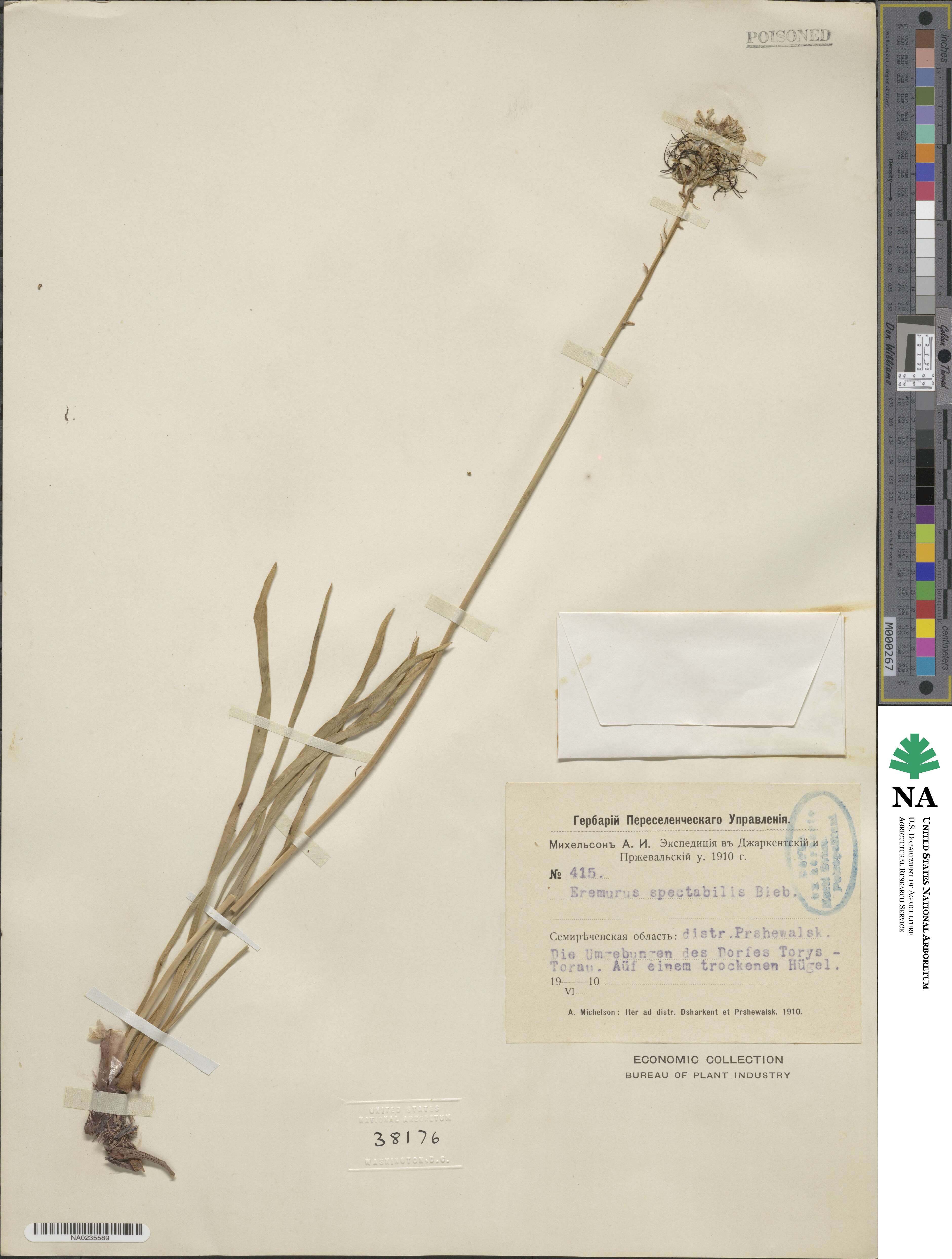 Eremurus spectabilis image