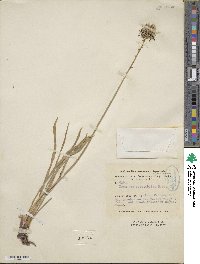 Eremurus spectabilis image