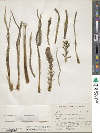 Eremurus persicus image