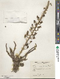 Eremurus persicus image