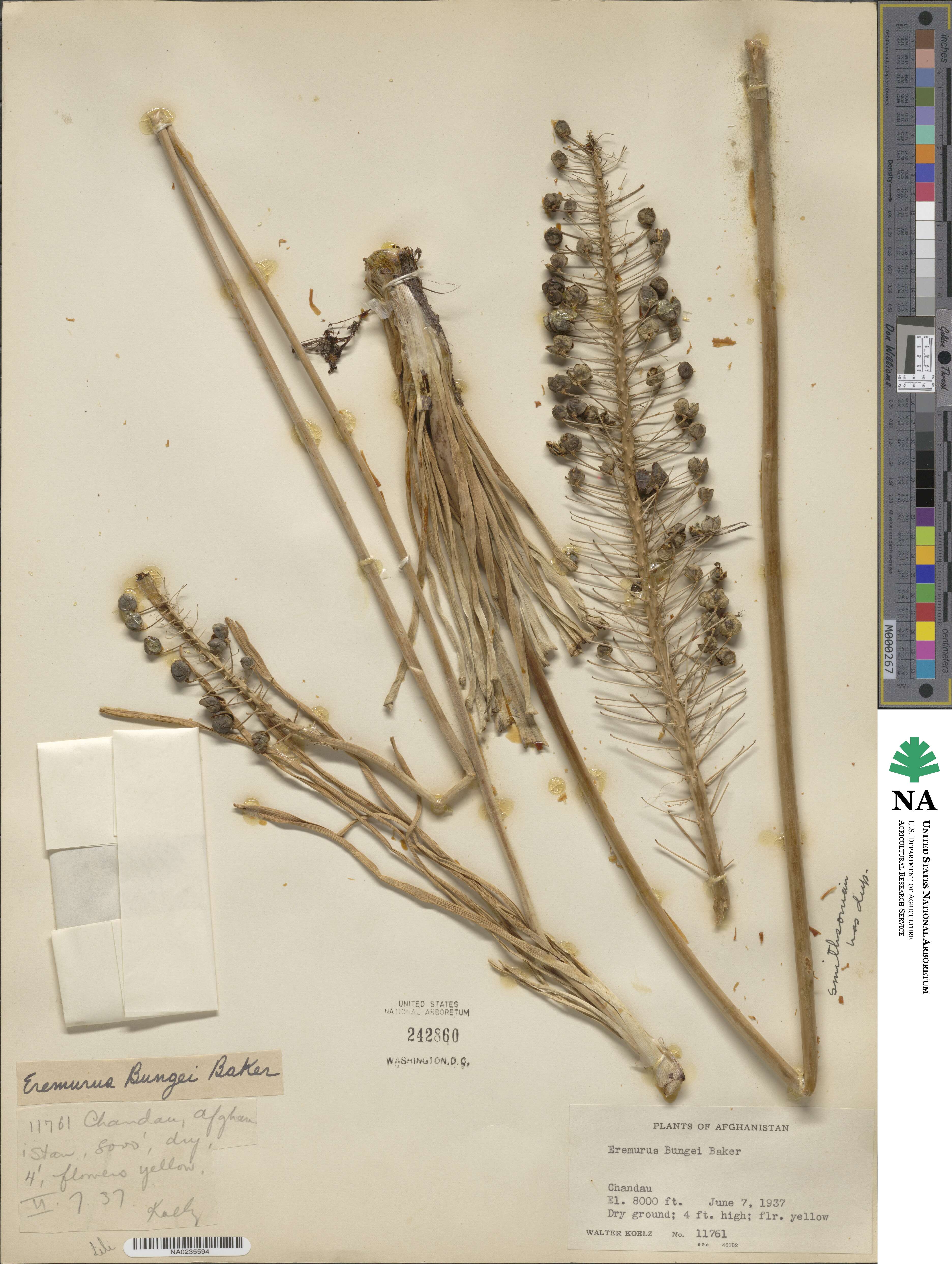 Eremurus stenophyllus subsp. stenophyllus image