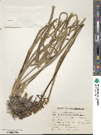 Image of Eremurus inderiensis