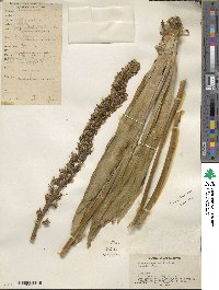 Eremurus spectabilis image