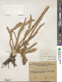 Eremurus spectabilis image