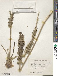 Image of Eremurus stenophyllus