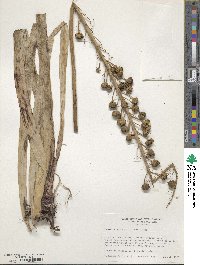 Image of Eremurus fuscus