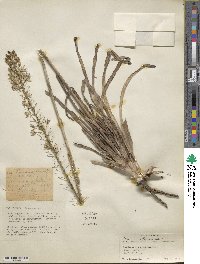 Eremurus altaicus image