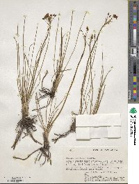 Bulbine abyssinica image