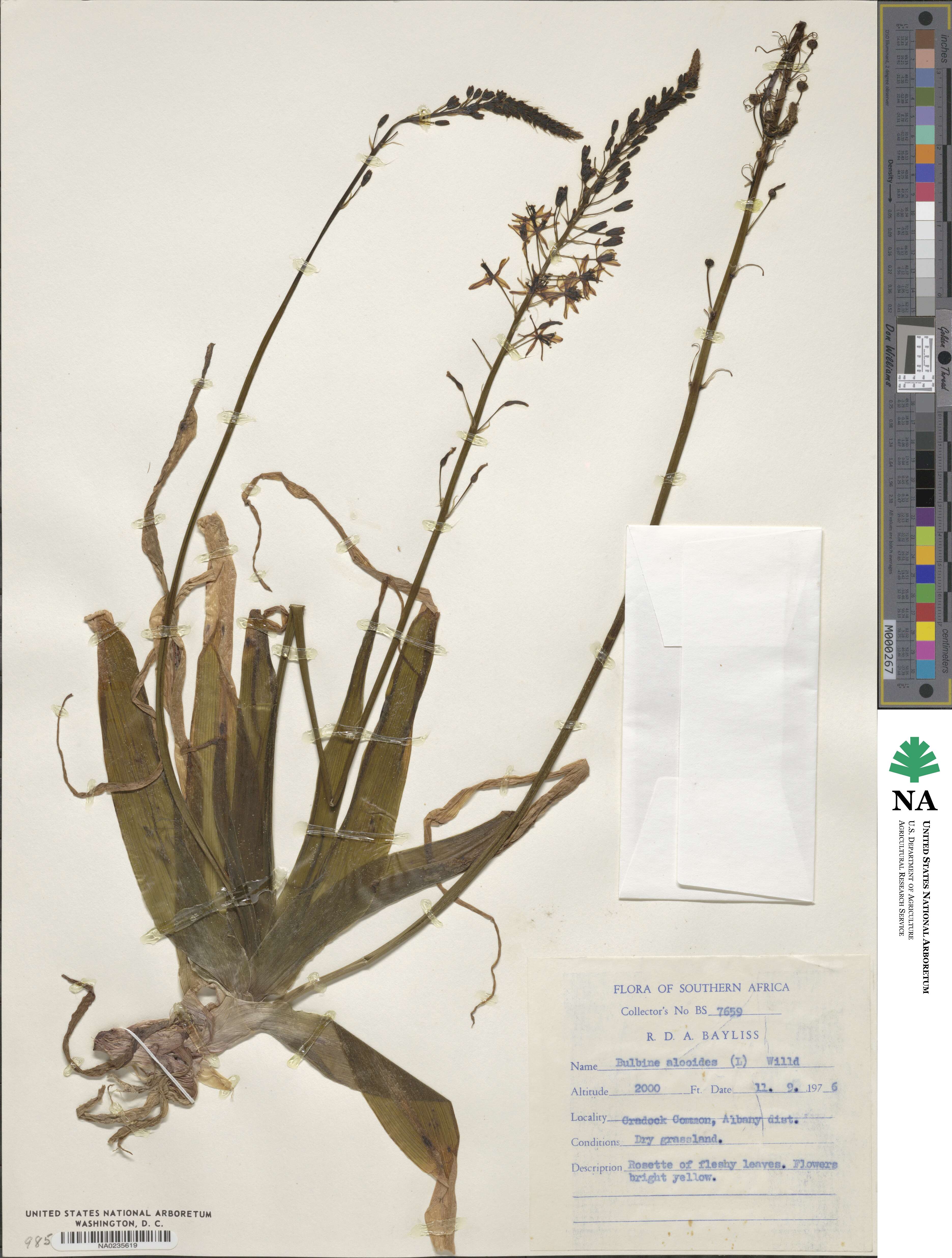 Bulbine alooides image