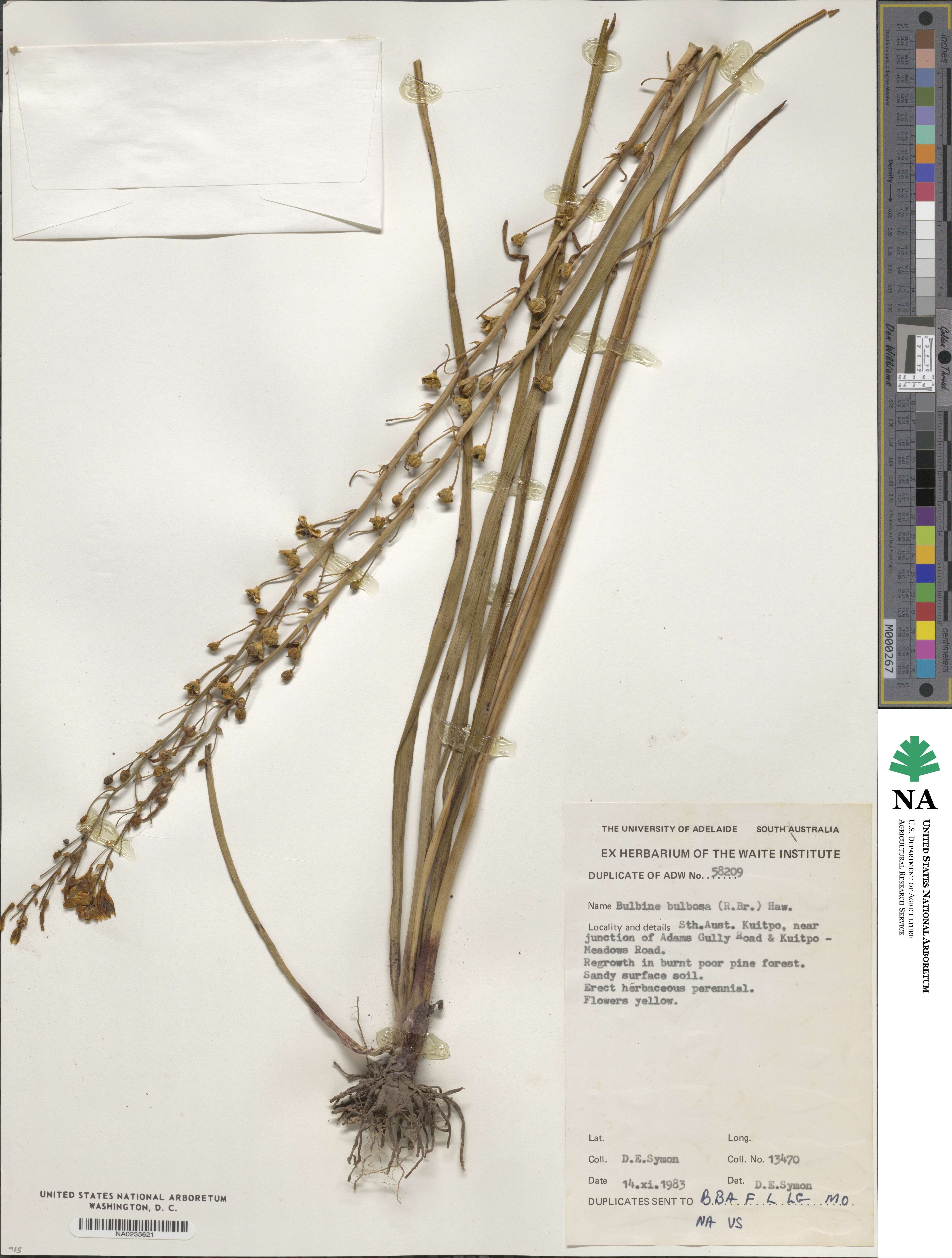 Bulbine bulbosa image