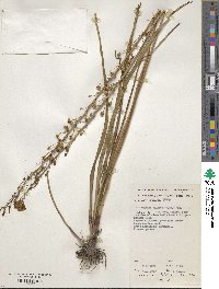 Bulbine bulbosa image