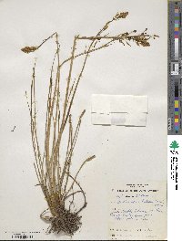 Bulbine bulbosa image