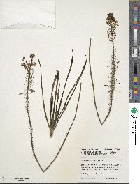 Bulbine frutescens image