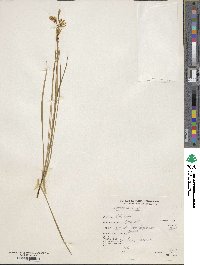 Echeandia flavescens image