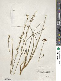 Echeandia flavescens image