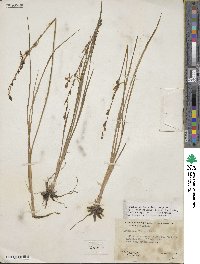 Echeandia flavescens image