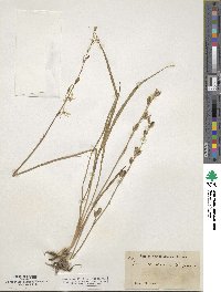 Echeandia flavescens image