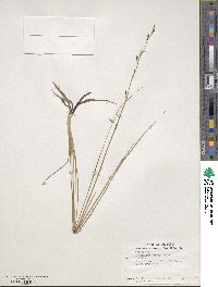 Echeandia flavescens image