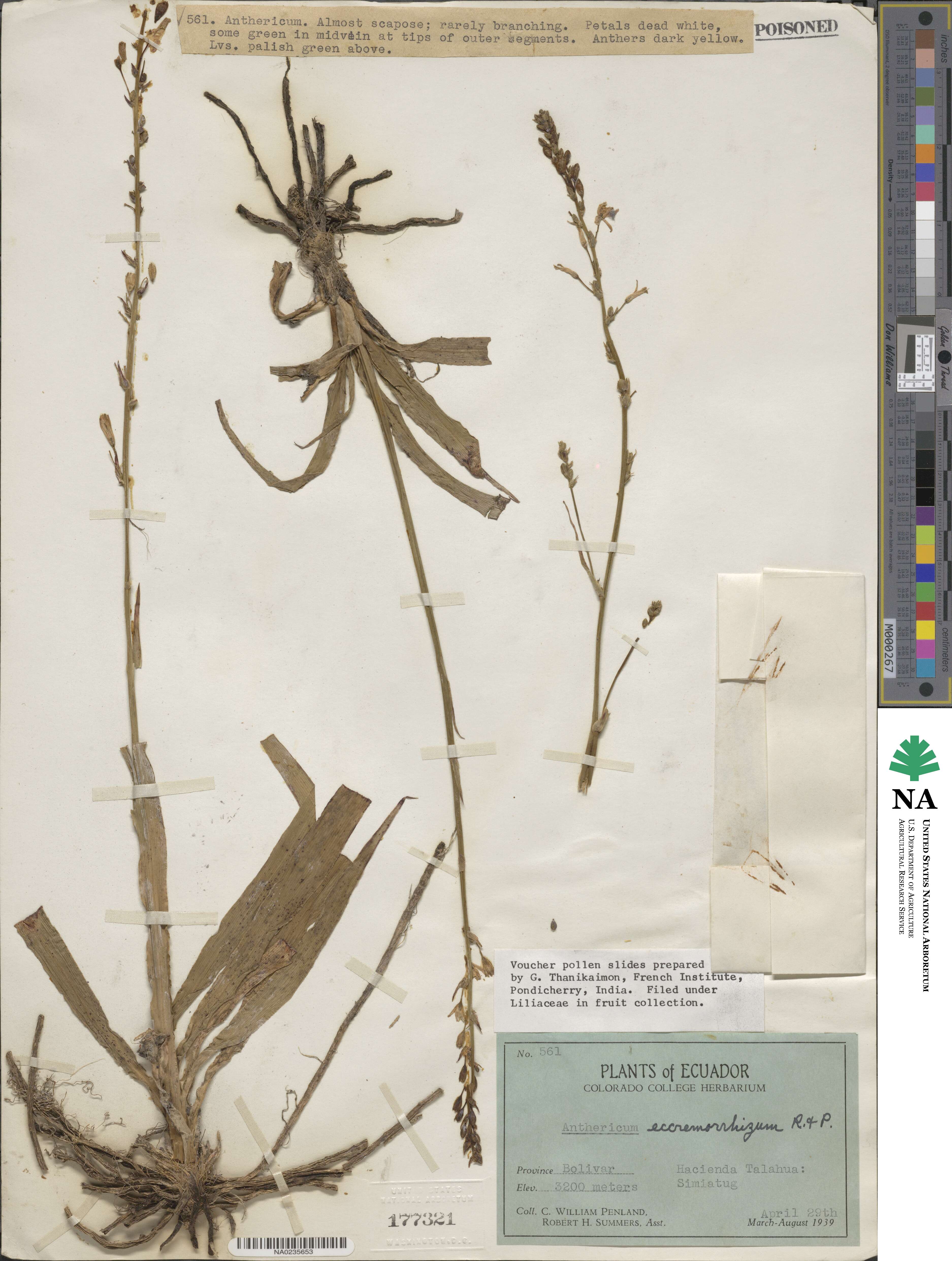 Asparagaceae image