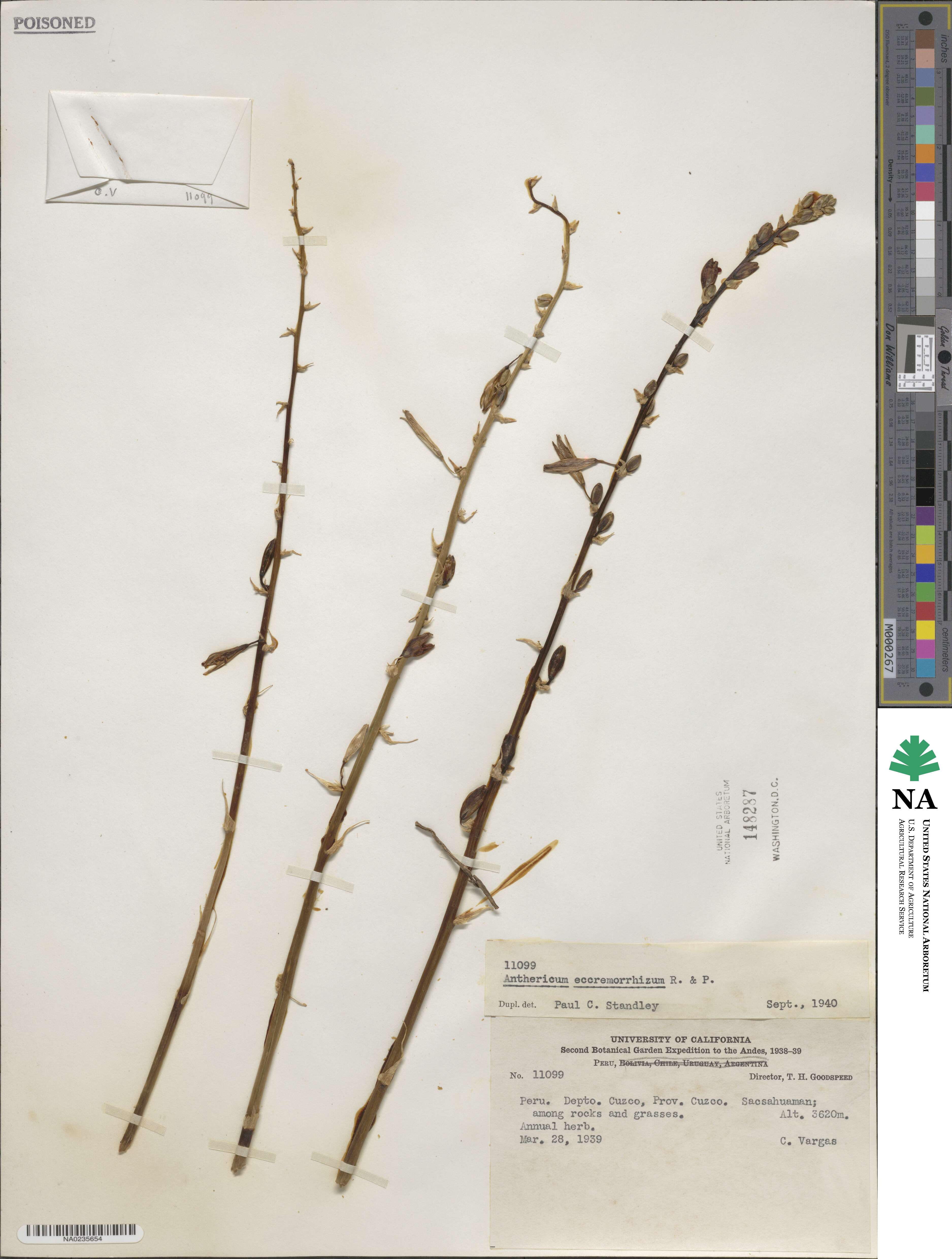 Echeandia eccremorrhiza image