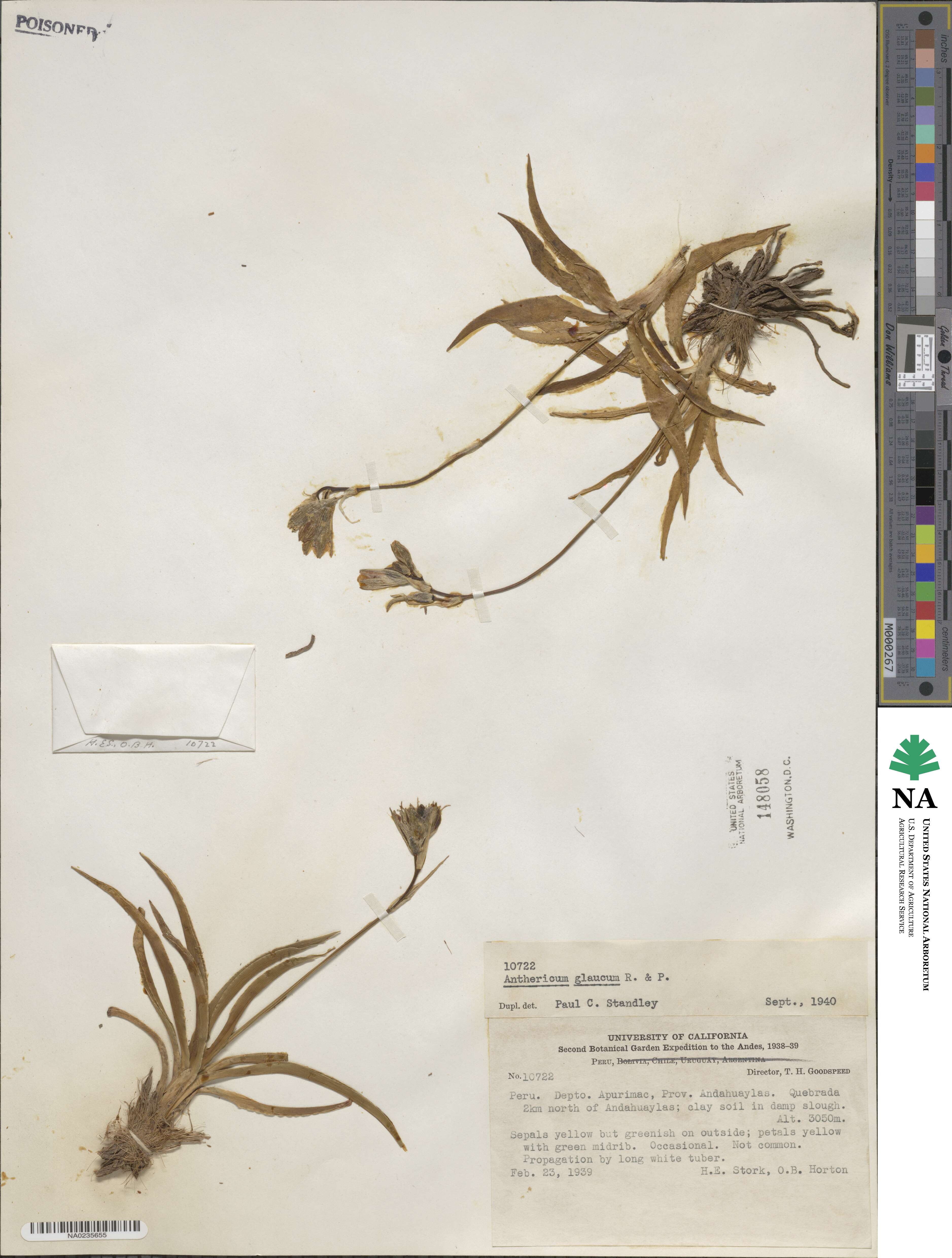 Trihesperus glaucus image