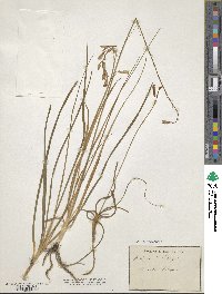 Anthericum liliago image