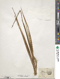 Anthericum liliago image