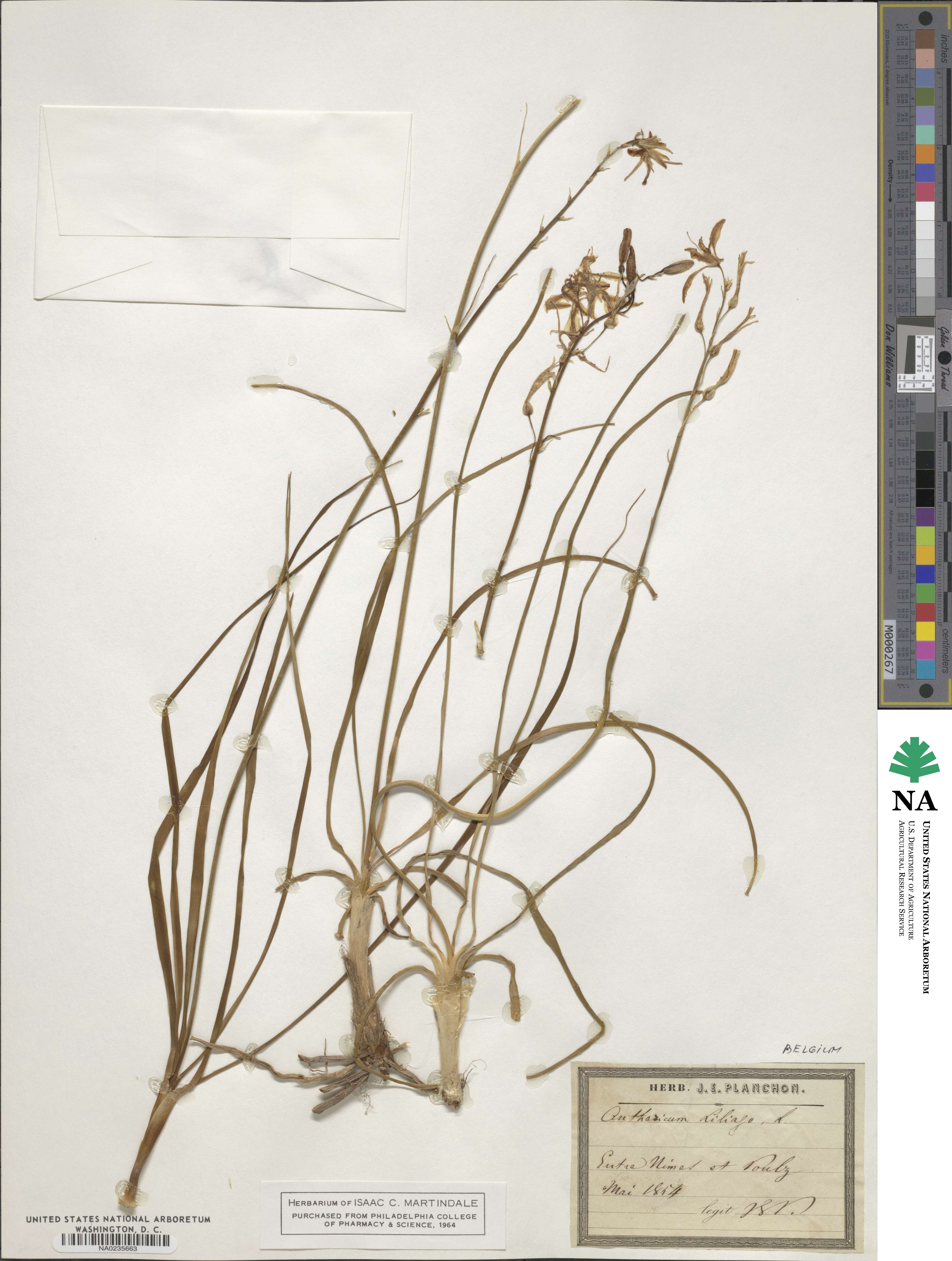 Anthericum liliago image