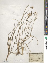 Anthericum liliago image