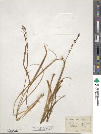 Anthericum liliago image