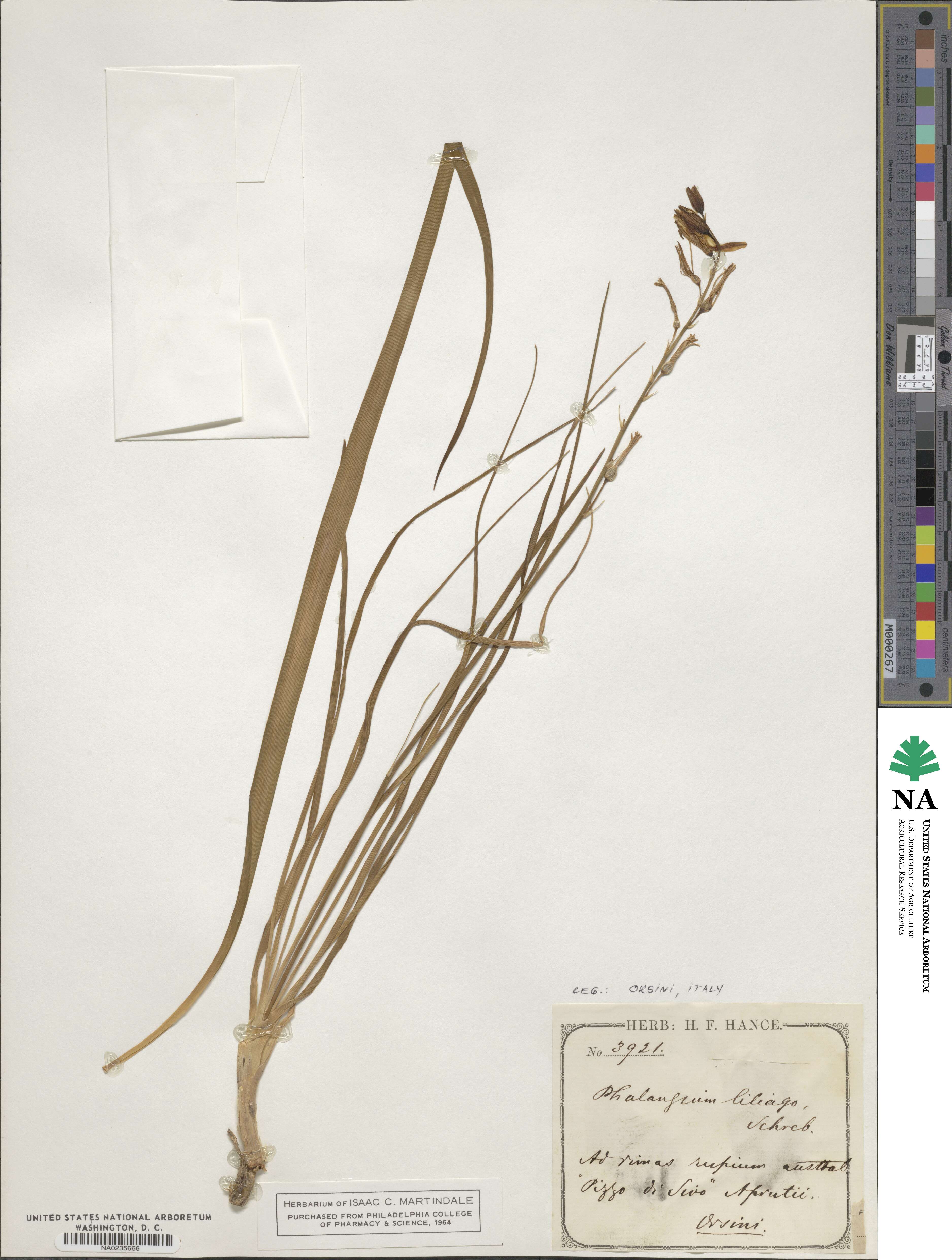 Anthericum liliago image