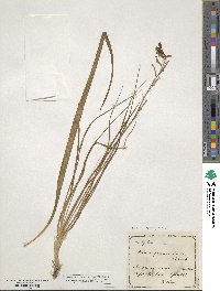 Anthericum liliago image