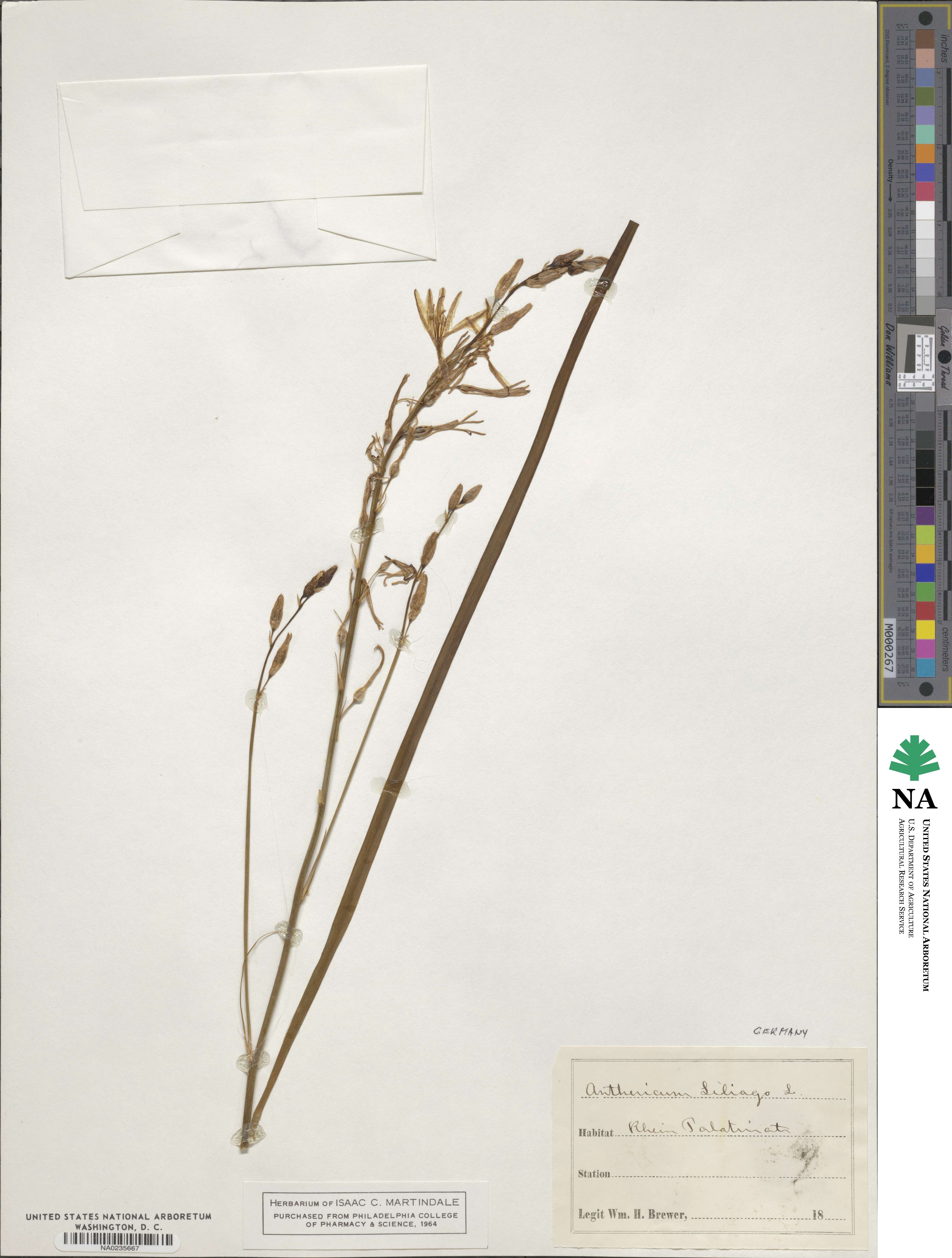 Anthericum liliago image