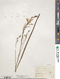 Anthericum liliago image