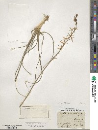 Anthericum liliago image