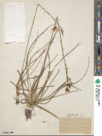 Anthericum liliago image