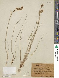 Anthericum liliago image