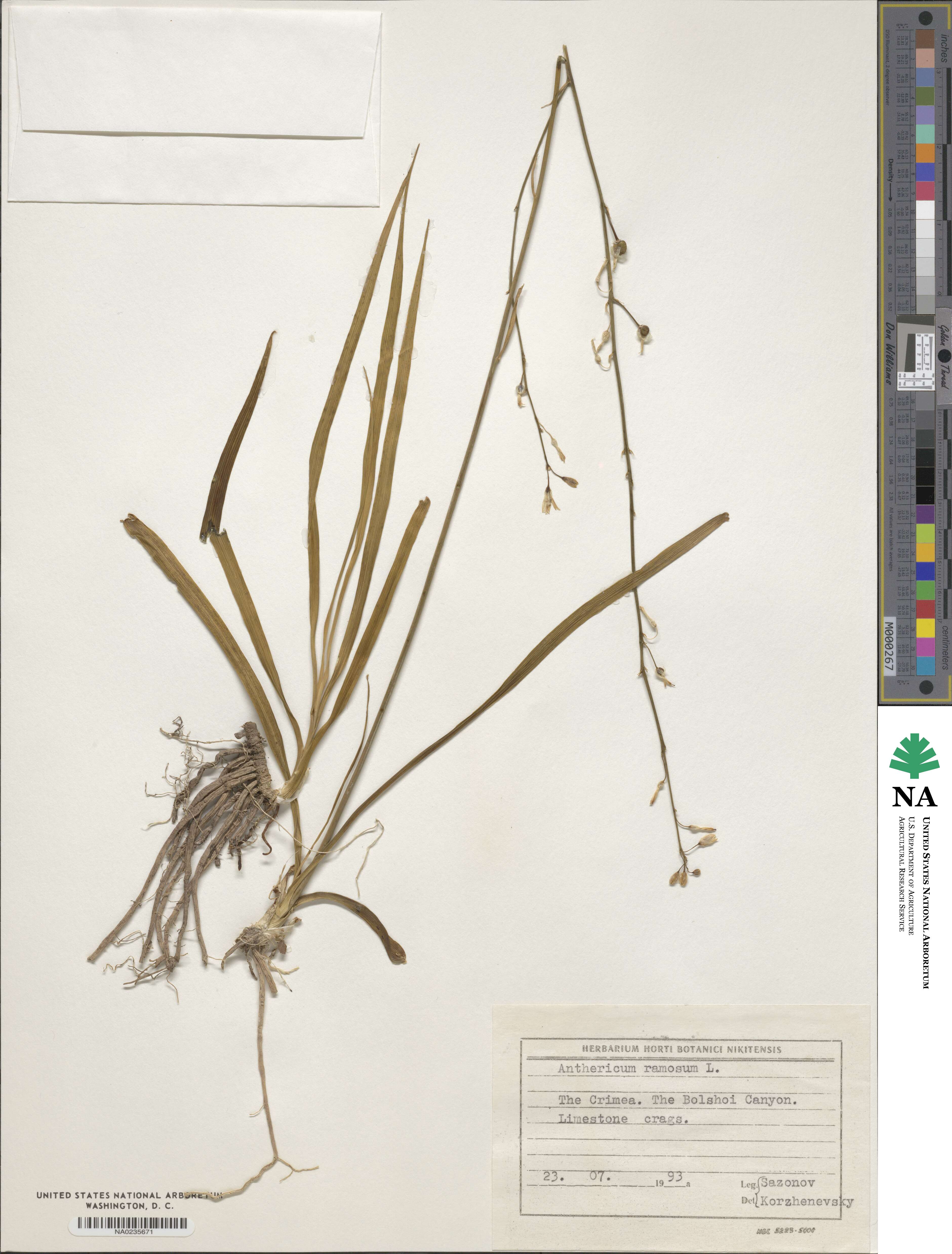 Anthericum ramosum image