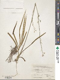 Anthericum ramosum image