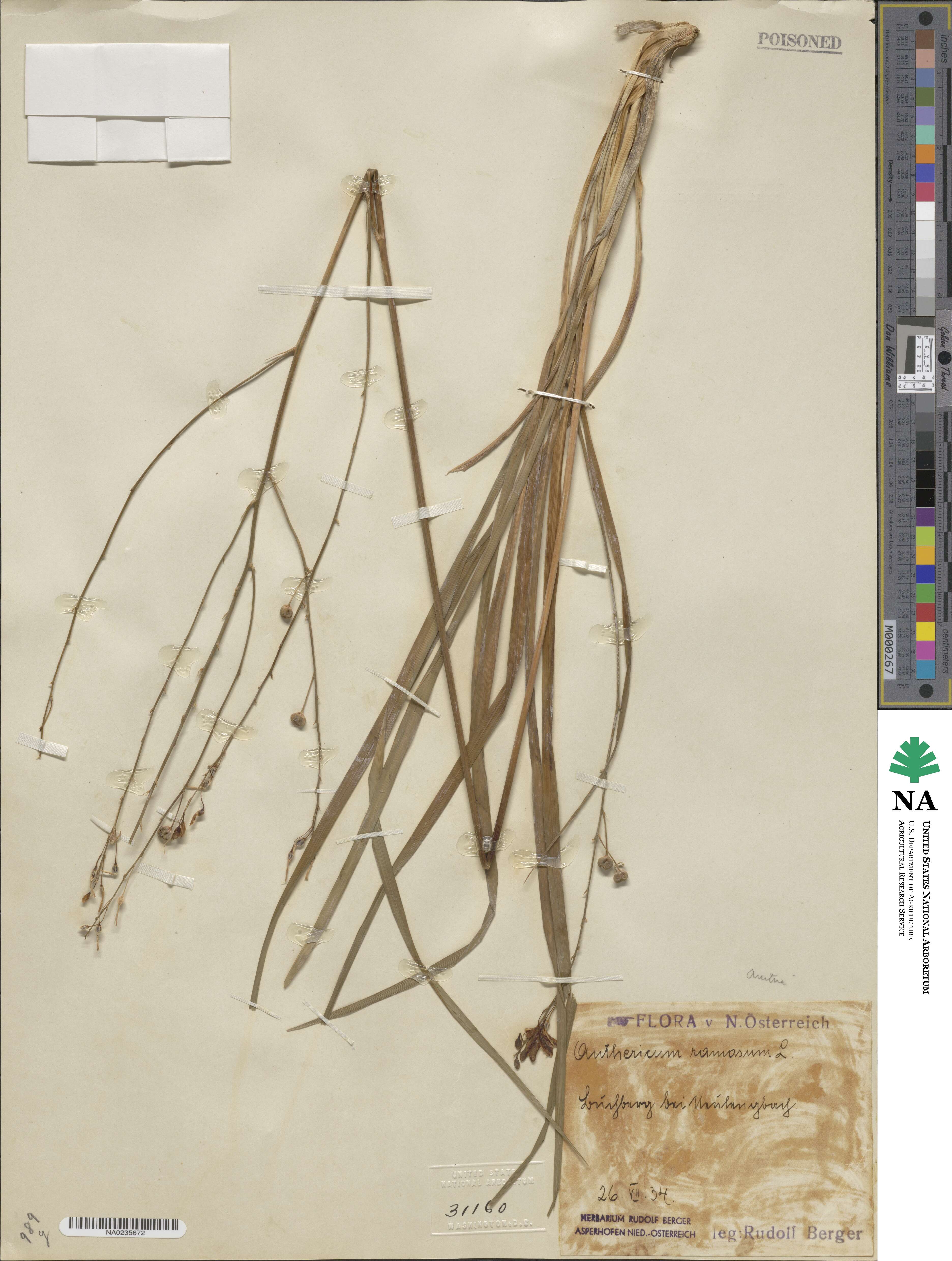 Anthericum image